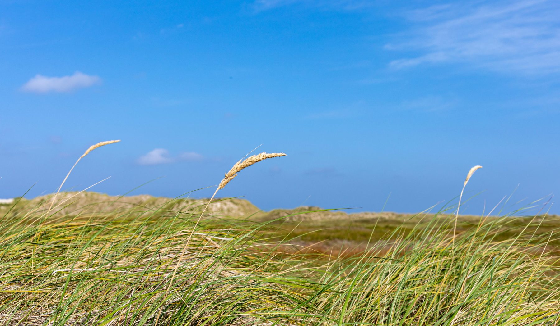 Windlestrae