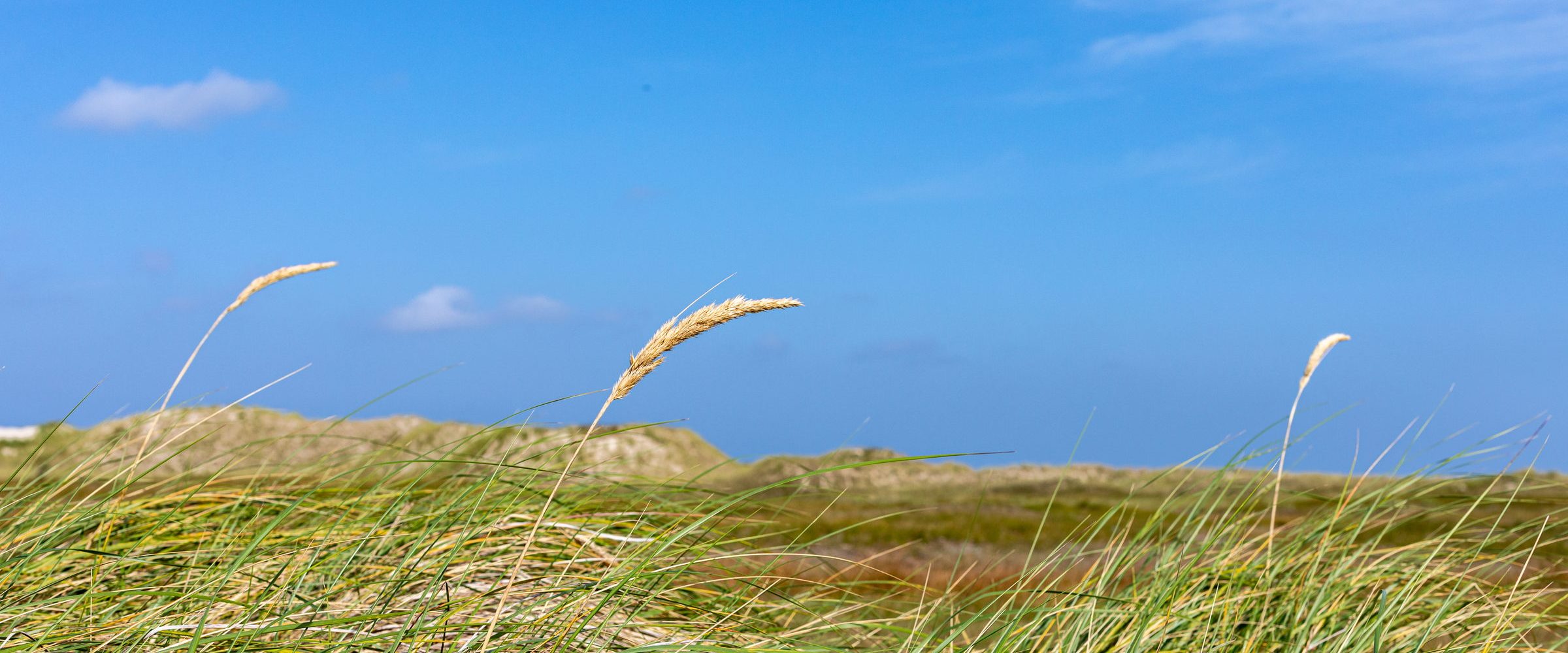 Windlestrae
